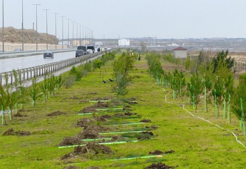 Вдоль крупной региональной автодороги в Азербайджане будет создана зеленая полоса