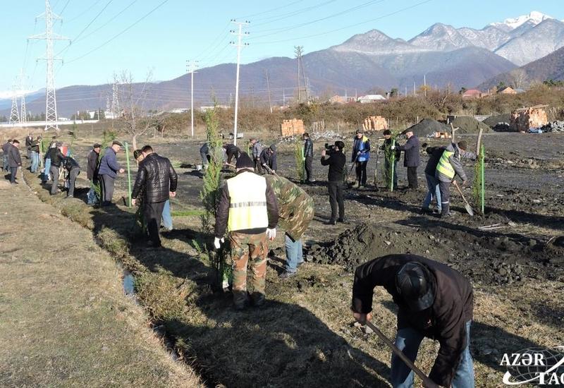 В Гахском районе продолжается акция по высадке деревьев