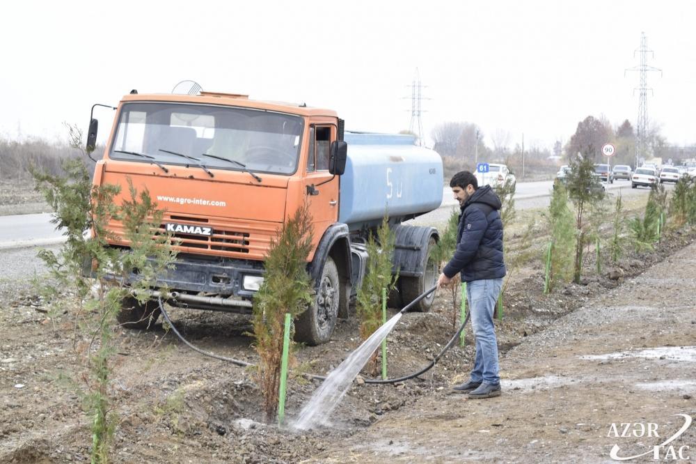 Жители Агджабеди также присоединились к акции по посадке 650 тысяч деревьев