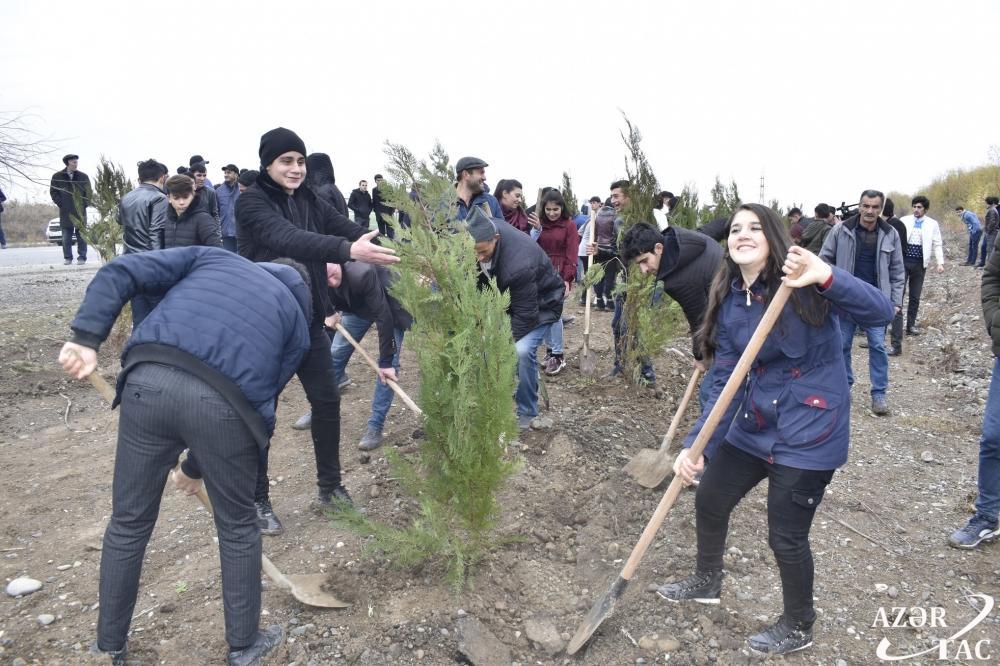 Жители Агджабеди также присоединились к акции по посадке 650 тысяч деревьев