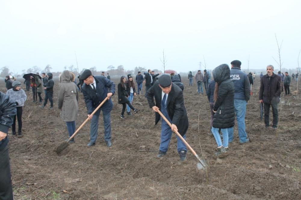 Жители Масаллы с большим воодушевлением присоединились к акции по посадке деревьев