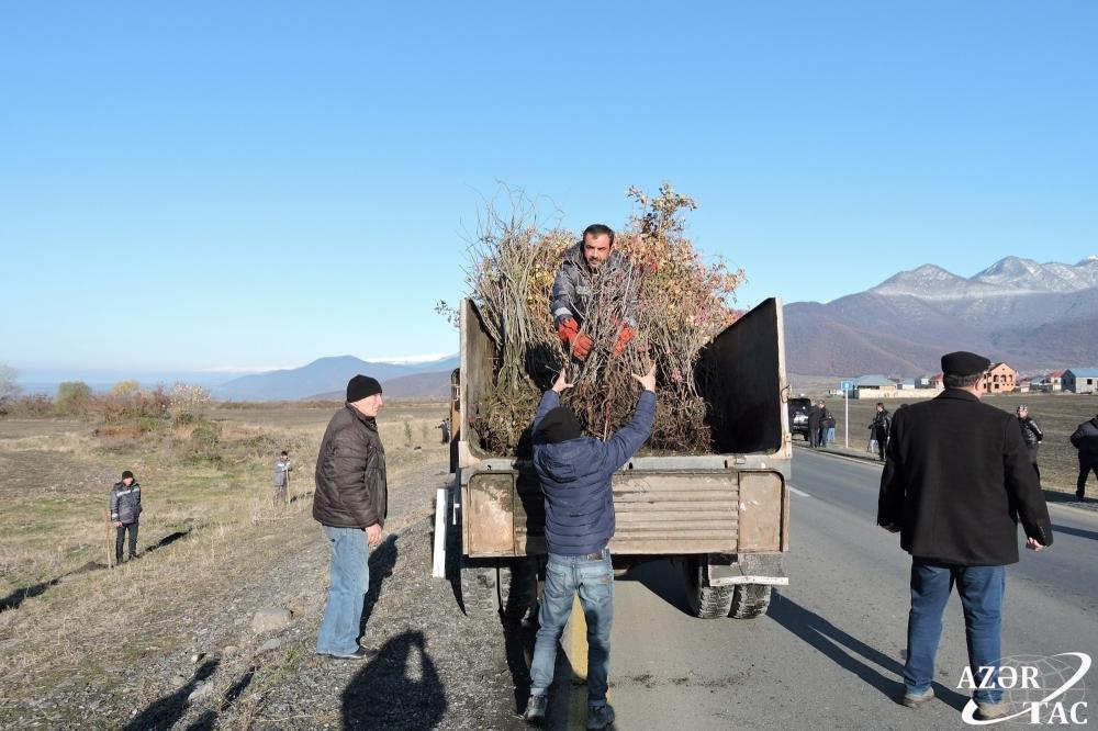 В Гахском районе продолжается акция по высадке деревьев