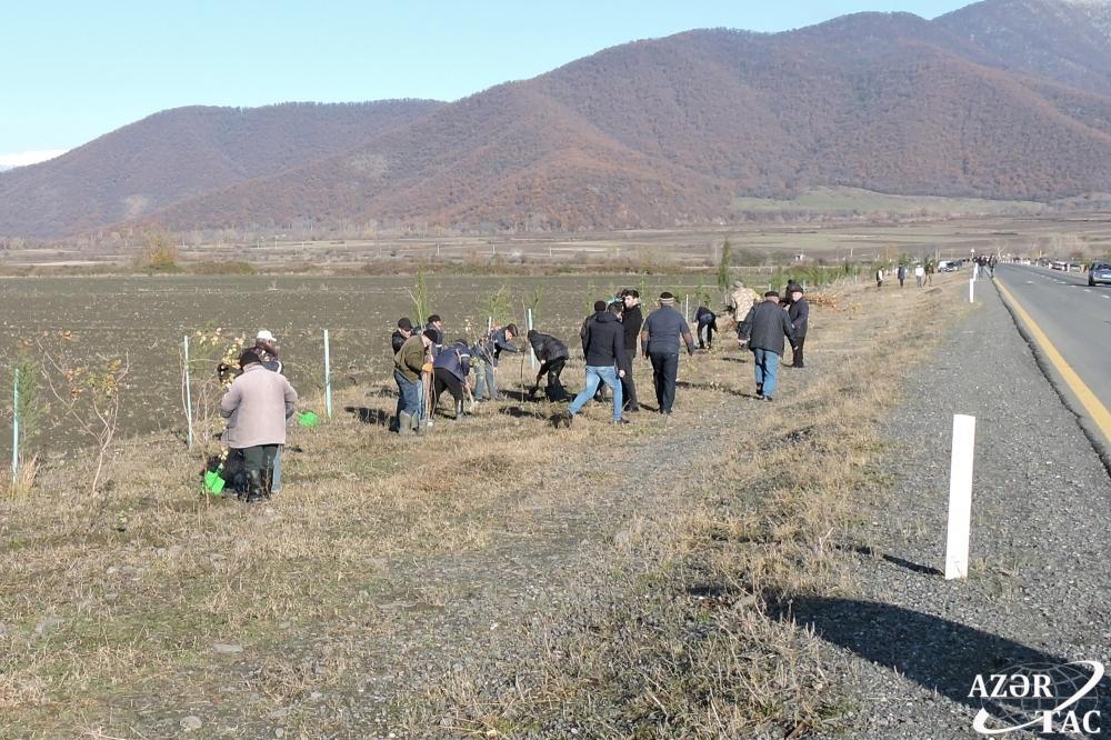 В Гахском районе продолжается акция по высадке деревьев