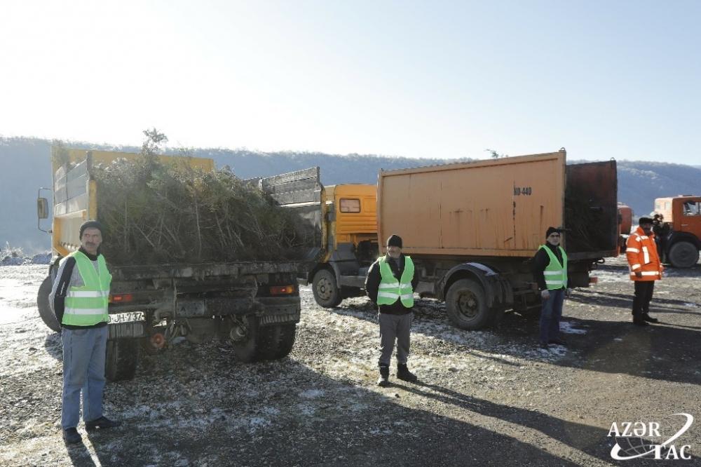 В Гусарском районе проходит акция по высадке деревьев