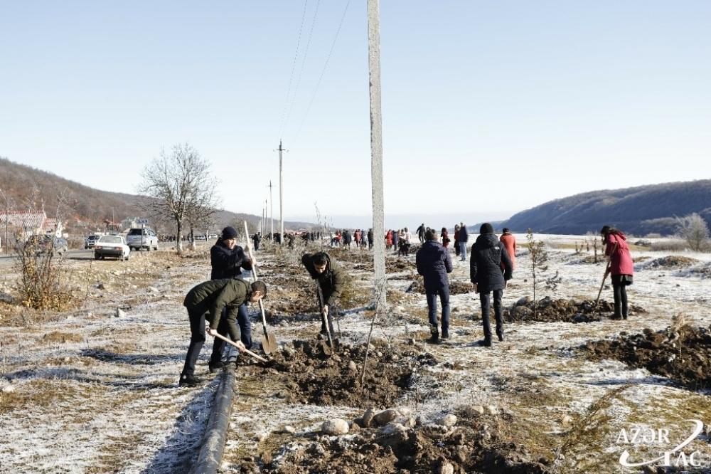 В Гусарском районе проходит акция по высадке деревьев
