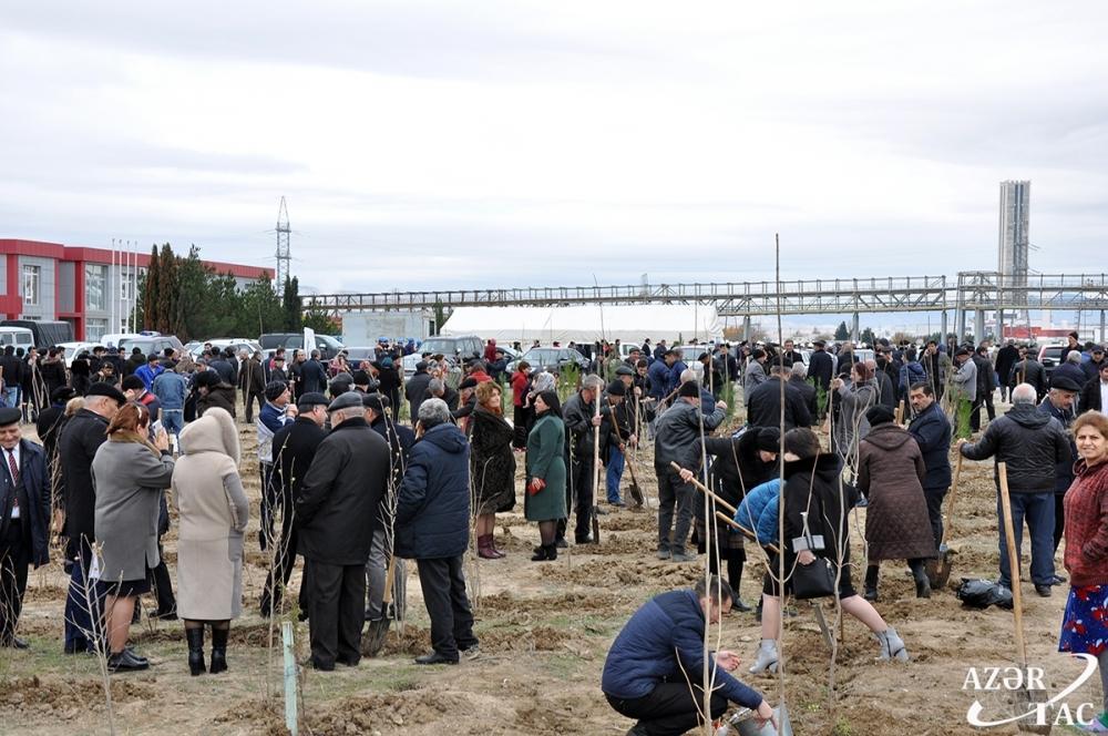 В Сумгайыте продолжается акция по высадке деревьев