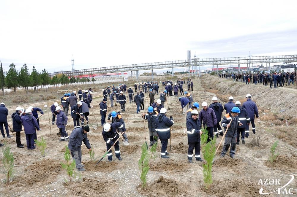 В Сумгайыте продолжается акция по высадке деревьев