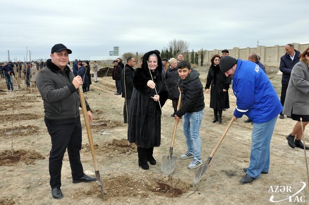 В Сумгайыте продолжается акция по высадке деревьев