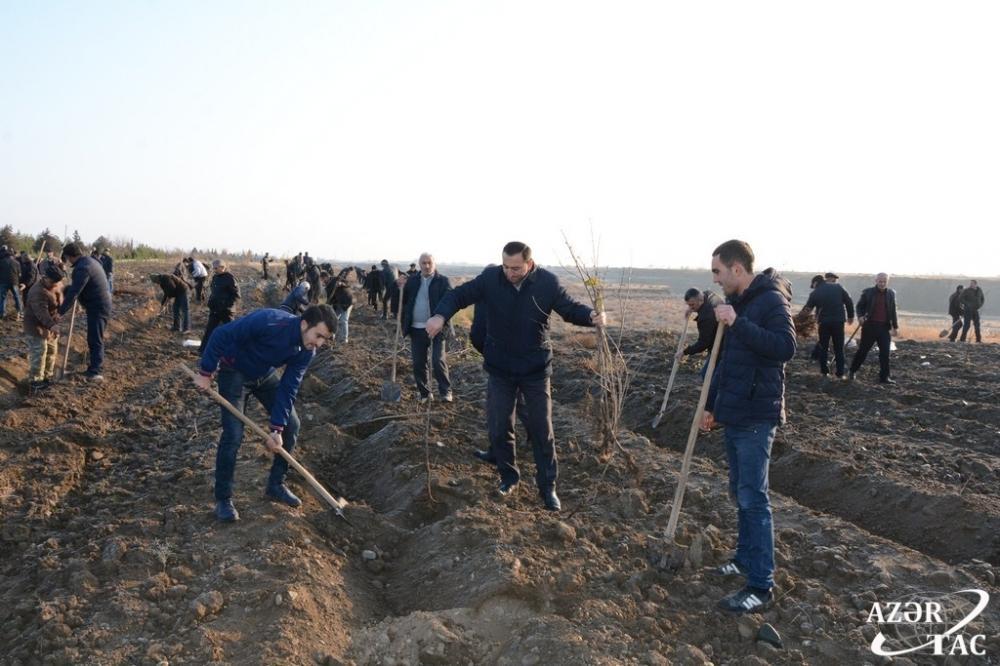 В Тертерском районе прошла акция по высадке деревьев