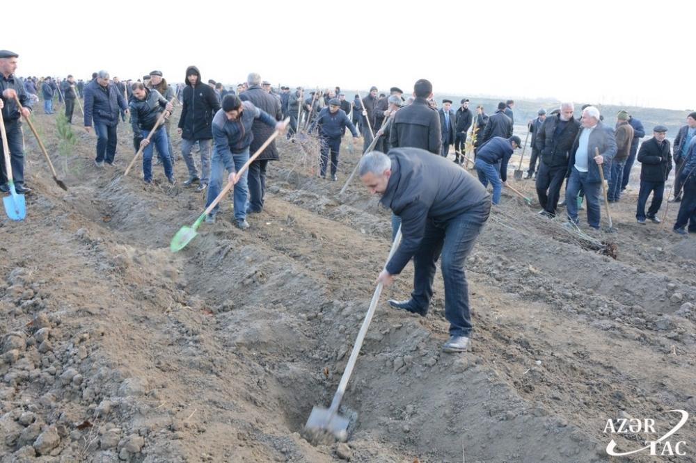 В Тертерском районе прошла акция по высадке деревьев