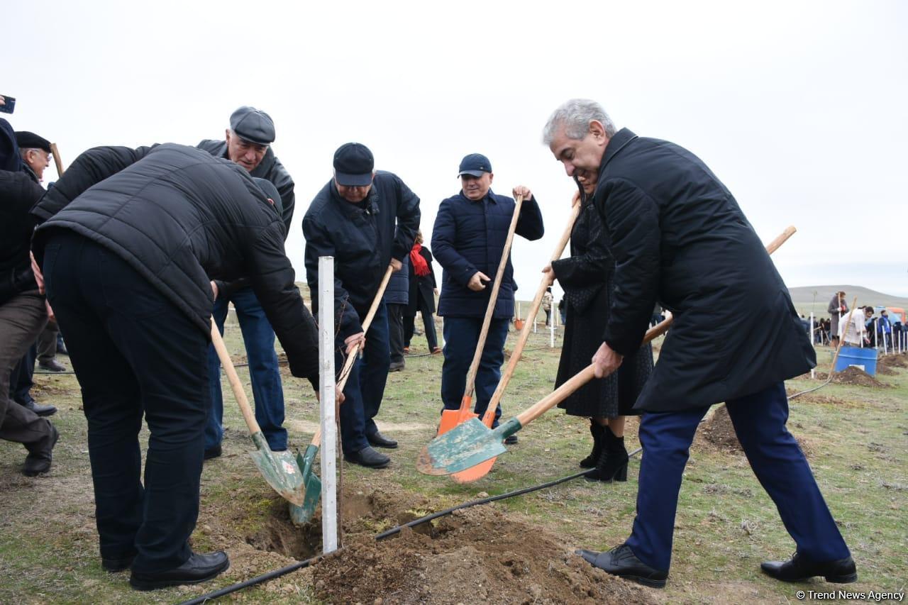 Праздник в Мушфигабаде - акция по посадке 650 тыс. деревьев, концертная программа, знаменитости