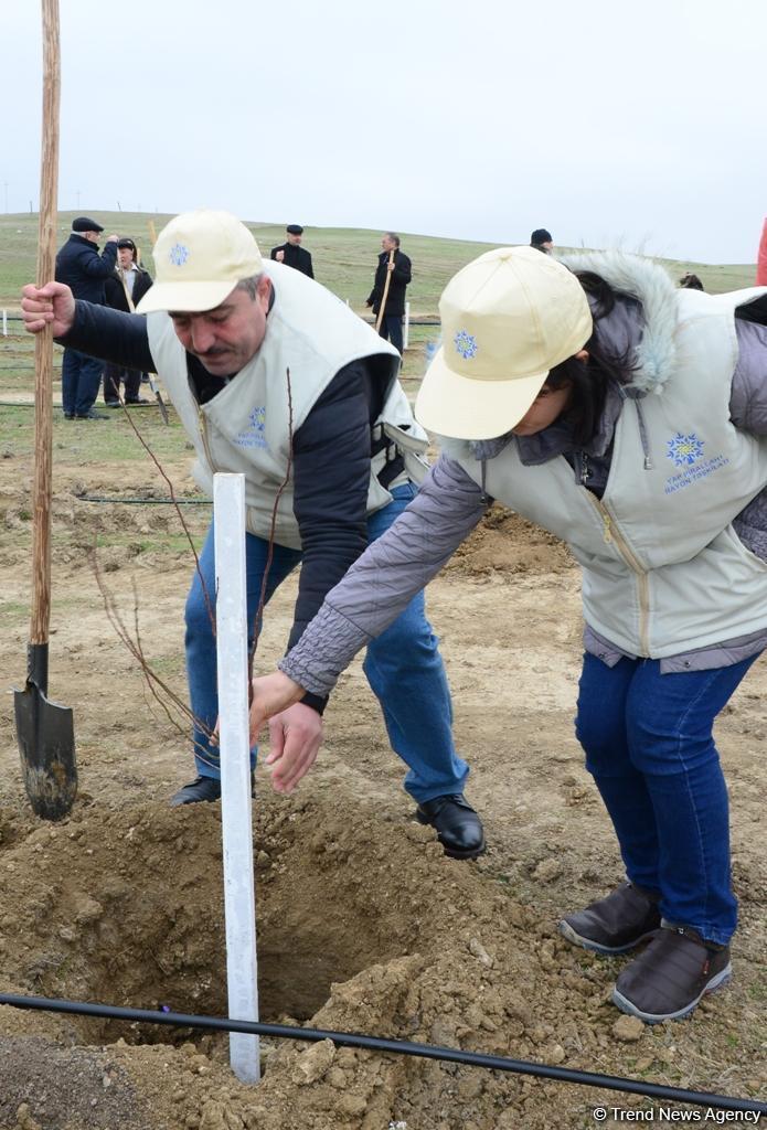 Праздник в Мушфигабаде - акция по посадке 650 тыс. деревьев, концертная программа, знаменитости