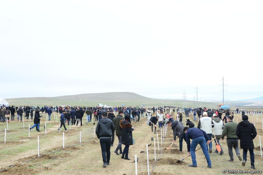 Праздник в Мушфигабаде - акция по посадке 650 тыс. деревьев, концертная программа, знаменитости