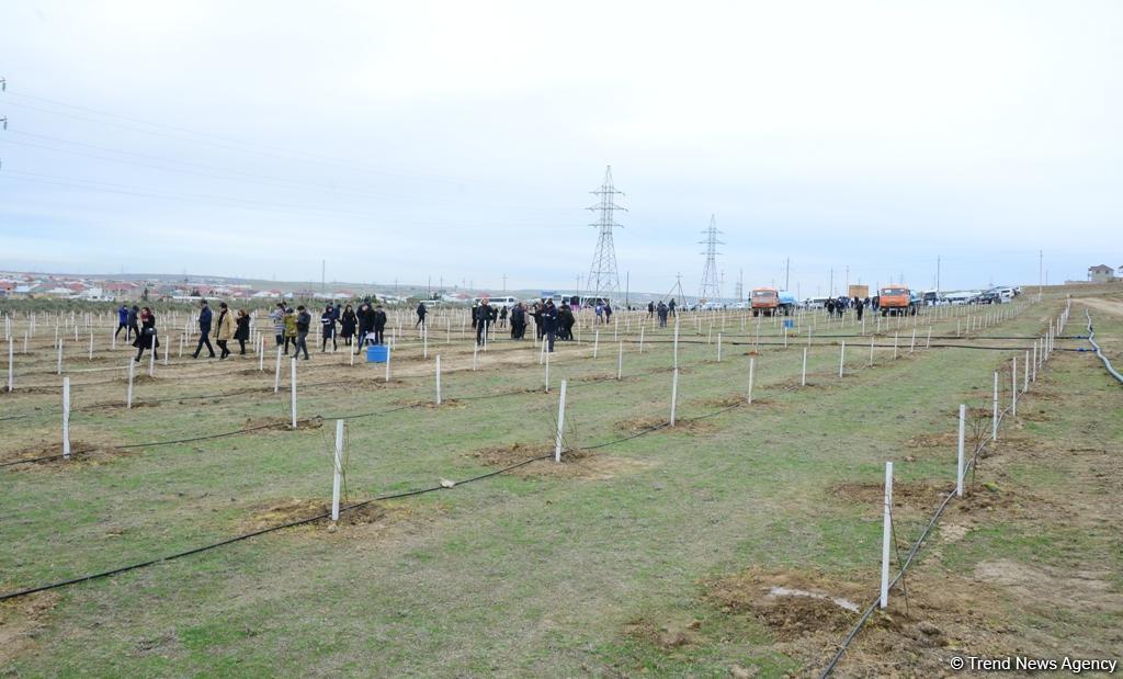 Праздник в Мушфигабаде - акция по посадке 650 тыс. деревьев, концертная программа, знаменитости