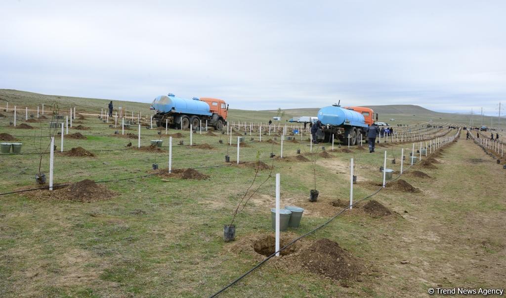 Праздник в Мушфигабаде - акция по посадке 650 тыс. деревьев, концертная программа, знаменитости