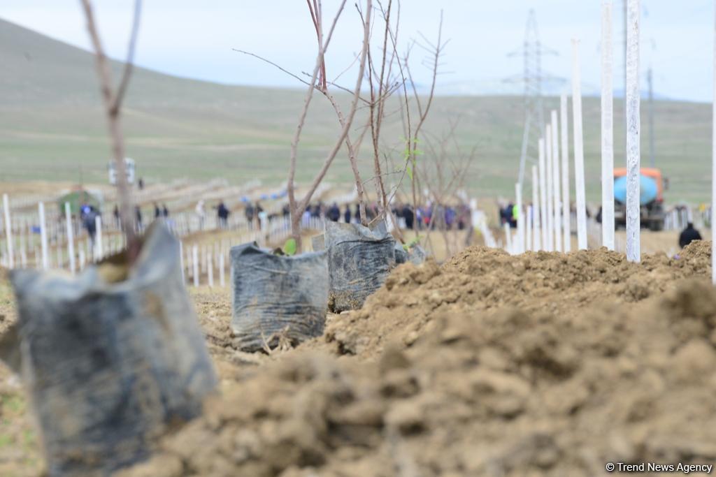 Праздник в Мушфигабаде - акция по посадке 650 тыс. деревьев, концертная программа, знаменитости