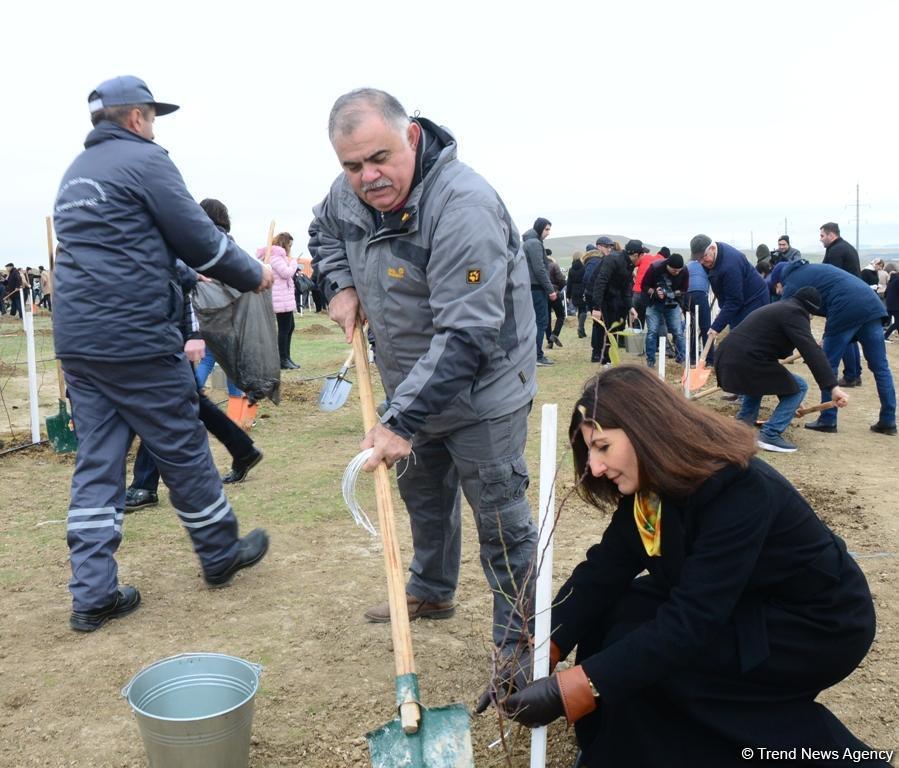 Сотрудники Day.az, Trend.az, Milli.az и Azernews.az приняли участие в акции по посадке деревьев в честь 650-летия Насими