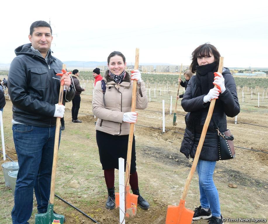 Сотрудники Day.az, Trend.az, Milli.az и Azernews.az приняли участие в акции по посадке деревьев в честь 650-летия Насими