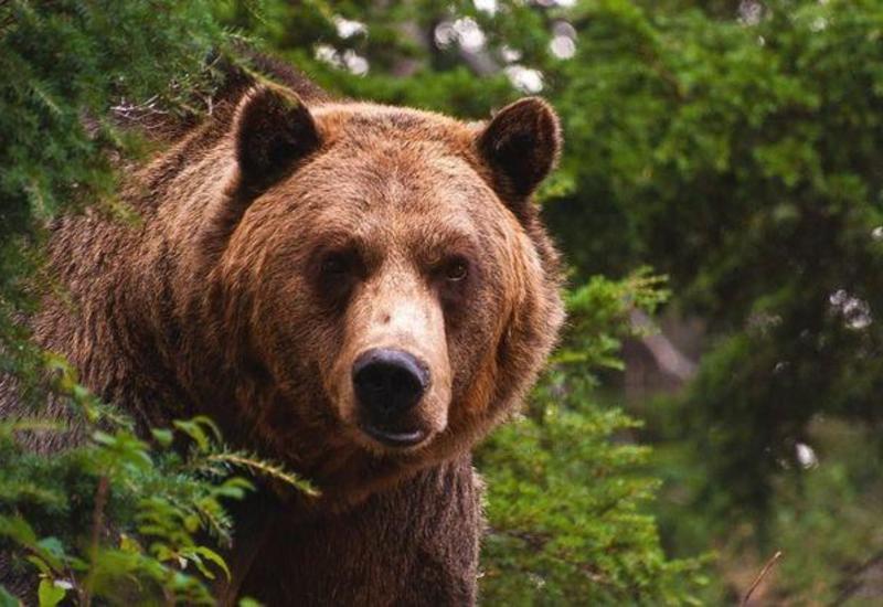 В Японии медведь устроился на зимнюю спячку в поликлинике