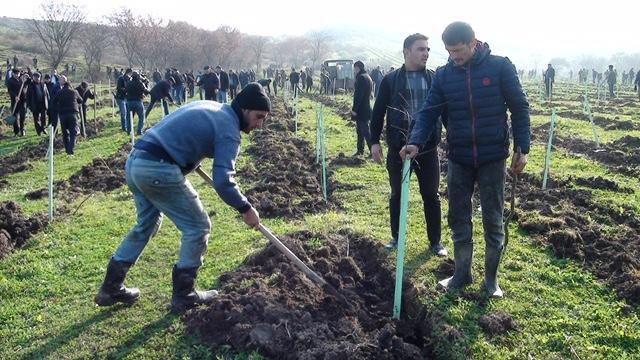 В Масаллинском районе прошла акция по посадке деревьев