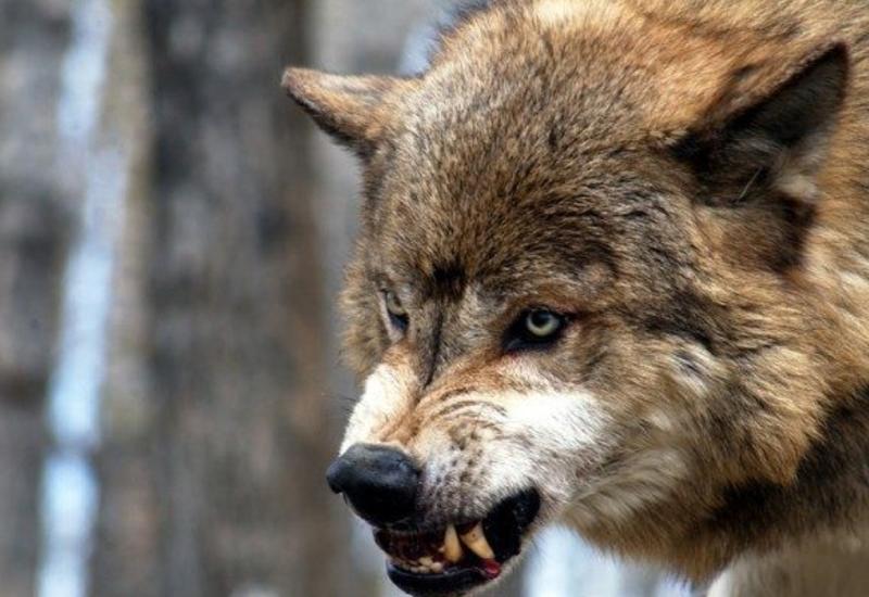 Ученые воспитали у волка привязанность к человеку, свойственную собакам