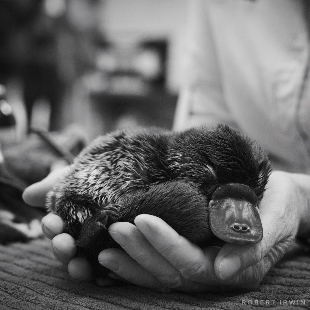 Австралийская семья спасла более 90 тыс. животных, пострадавших во время лесных пожаров