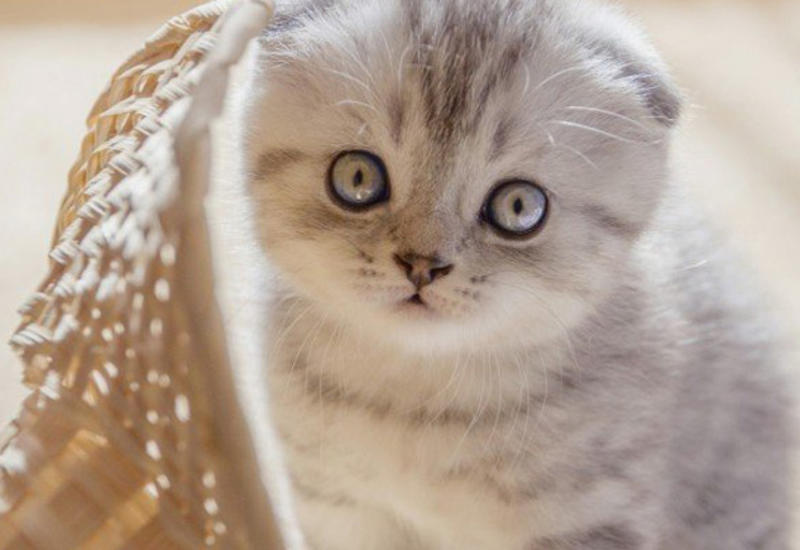 Yuxuda pişik görmək nə mənaya gəlir?