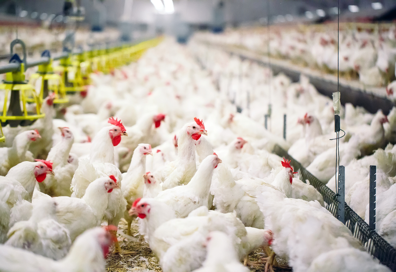Азербайджан запретил импорт живой птицы и птицеводческой продукции из более 40 стран