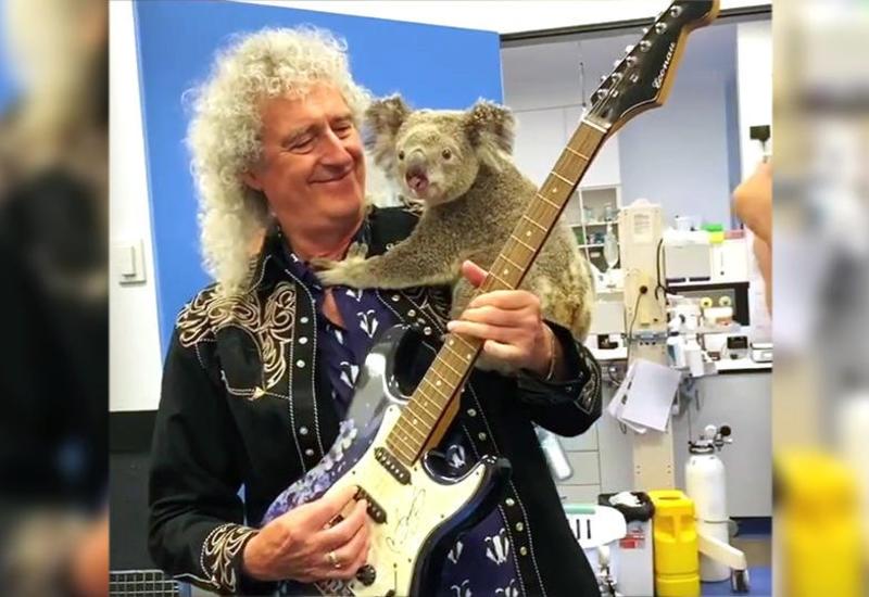 Гитарист группы Queen сыграл для выжившей в пожаре коалы