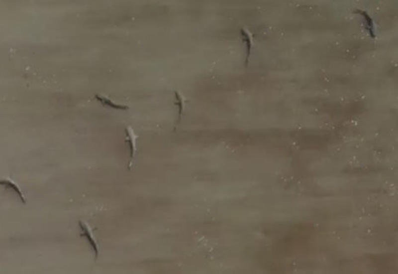 Запустив в воздух дрон, серфер убедился, что плавал в окружении множества акул