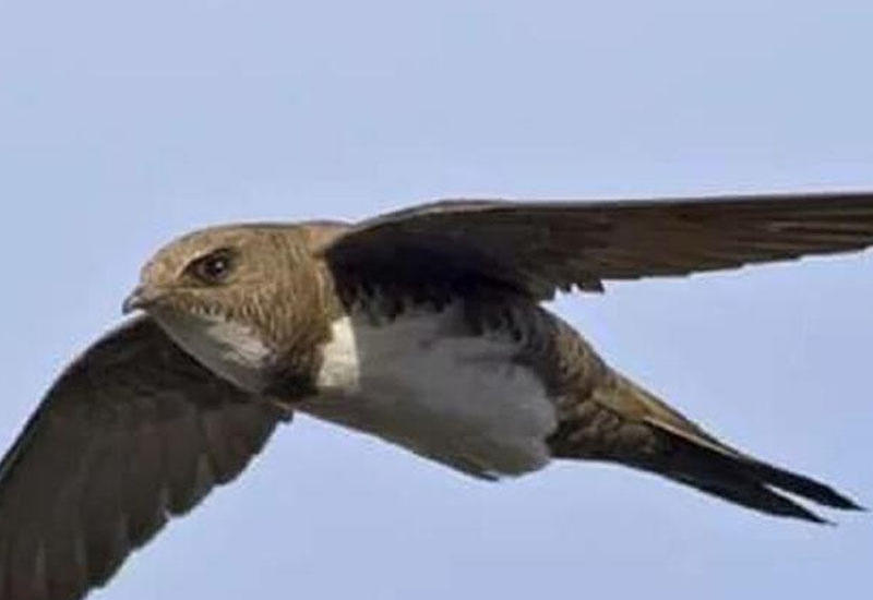 Quranda adı keçən məşhur quş AZƏRBAYCANDA