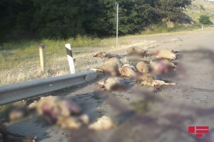 В Азербайджане «КамАЗ» въехал в стадо овец, убив 25 животных