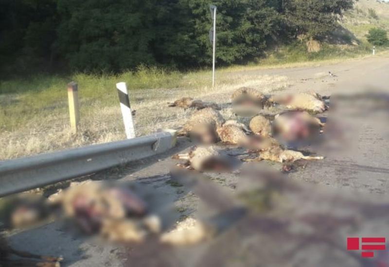 В Азербайджане «КамАЗ» въехал в стадо овец, убив 25 животных