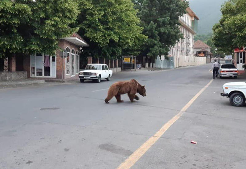 По центру Шеки разгуливает бурый медведь