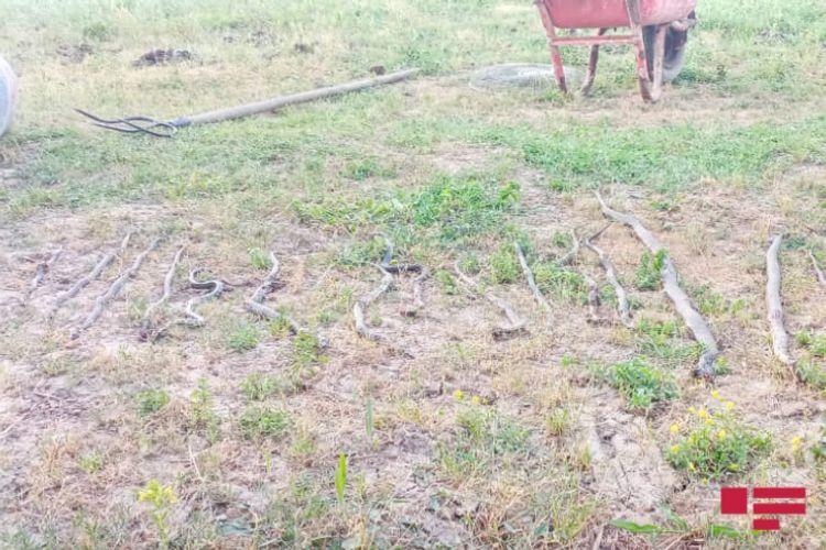 В Масаллы на жилой дом напали 17 змей