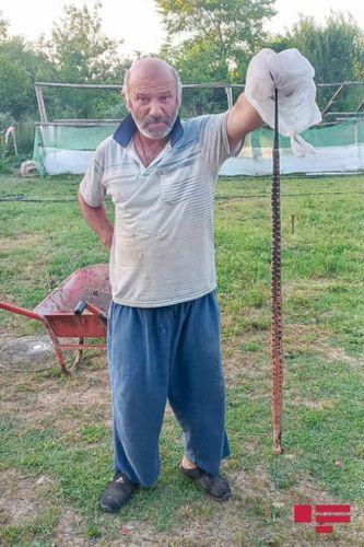 В Масаллы на жилой дом напали 17 змей