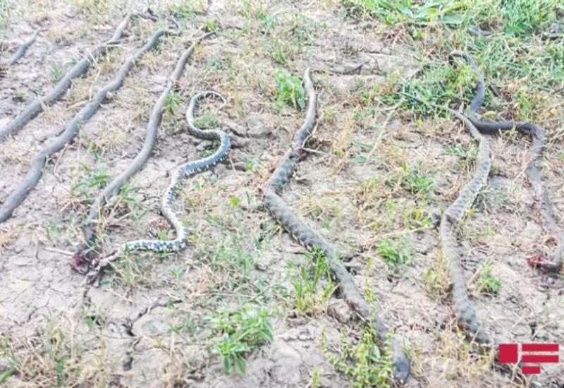 В Масаллы на жилой дом напали 17 змей