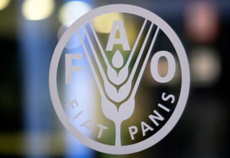 FAO о разработке новой Программы партнерства в Азербайджане