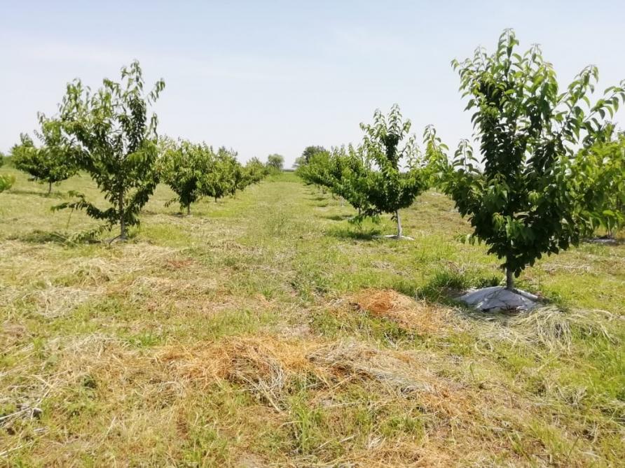 Qusarlı fermer meyvə bağının suvarılmasında alternativ enerjidən istifadə edir