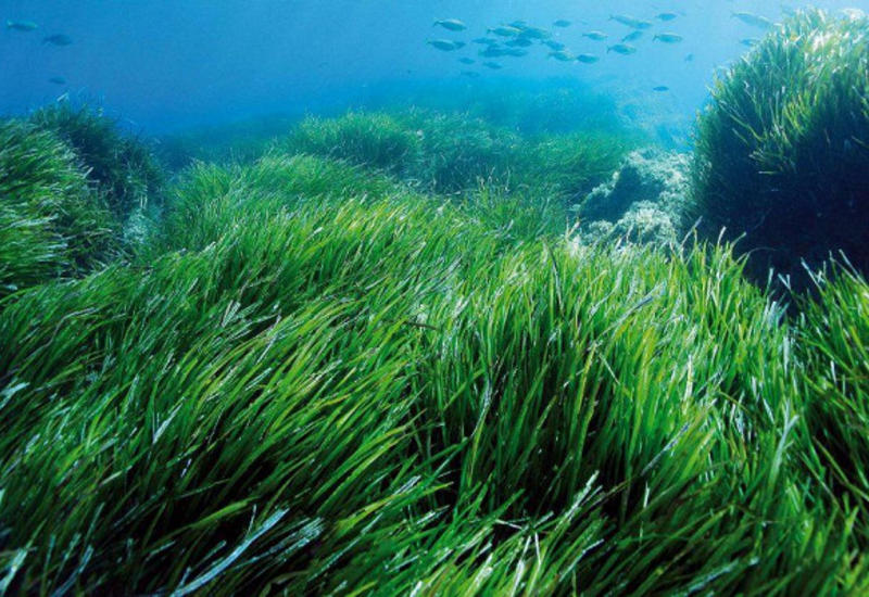 Водоросли помогают от коронавируса лучше лекарств