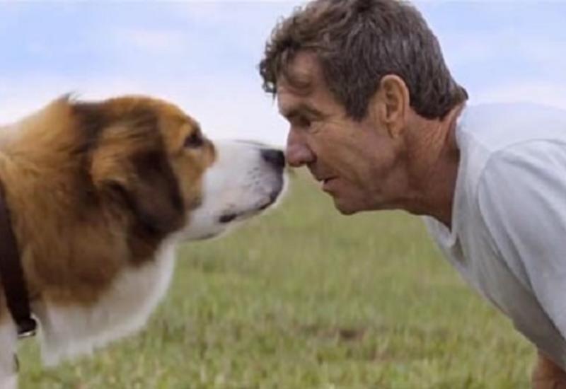 Какие болезни могут учуять собаки