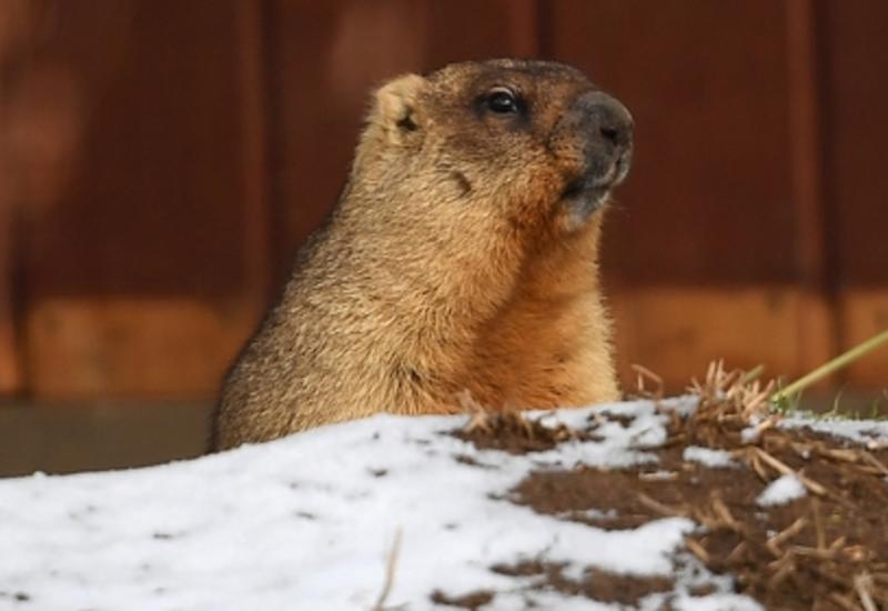 В регионе Монголии ввели бессрочный карантин из-за бубонной чумы