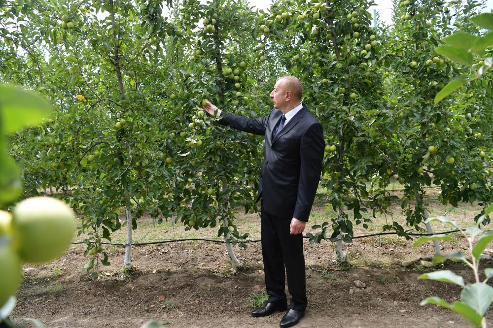 Президент Ильхам Алиев ознакомился с садоводческим хозяйством «Бал мейве» в Балакене