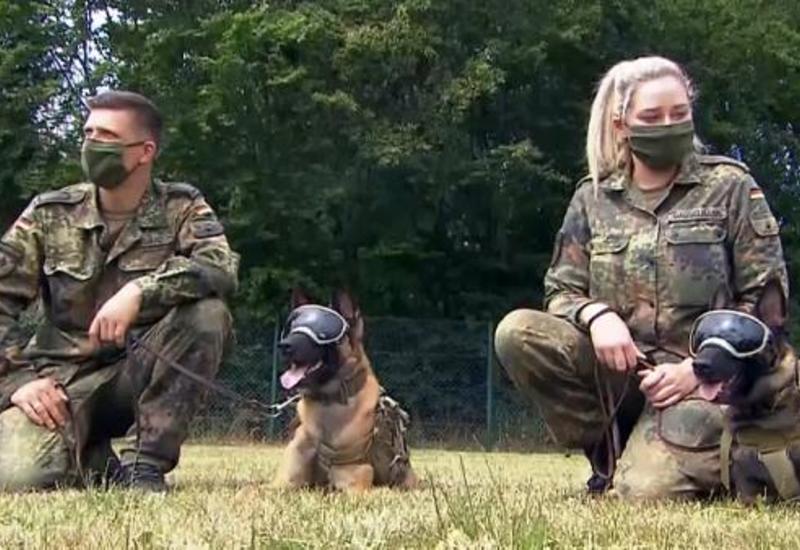Служебных собак в Германии научат выявлять коронавирус
