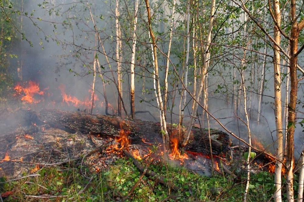 Россия охвачена лесными пожарами