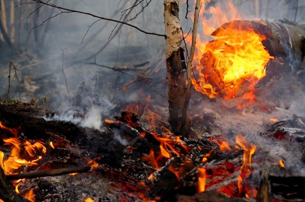 Россия охвачена лесными пожарами