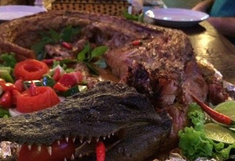 Timsah əti haqqında