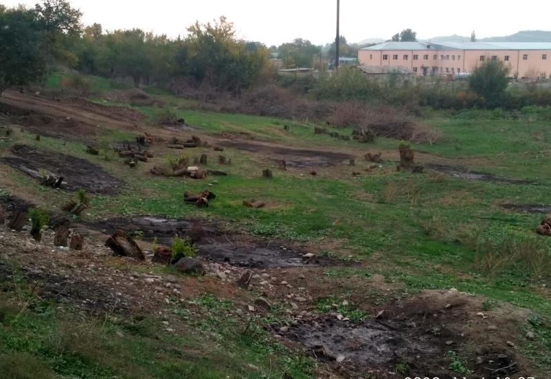 На деоккупированных территориях уничтожено более 54 тыс. га лесного фонда