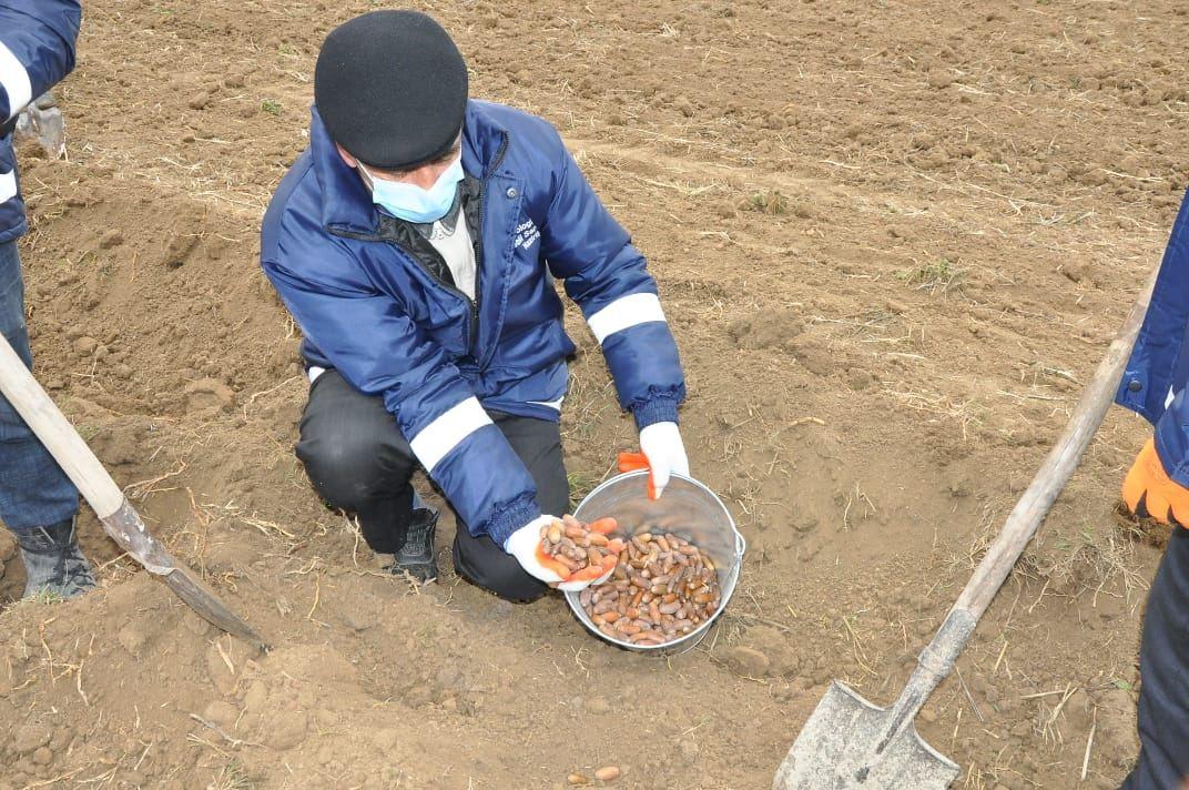 В Агдаме посадили около 1000 различных пород деревьев