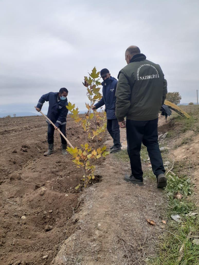 В Агдаме посадили около 1000 различных пород деревьев